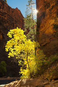 Zion Narrows and Backlit Cottonwood-S.jpg